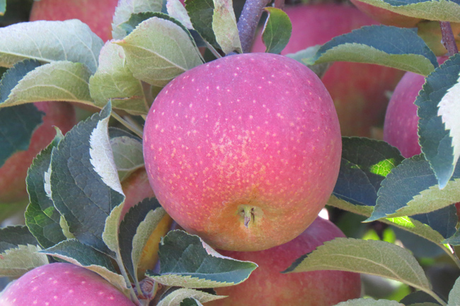 Apple Tree (Image ID: 72-171)