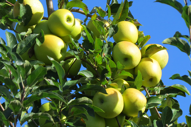 Apple Tree (Image ID: 72-176)