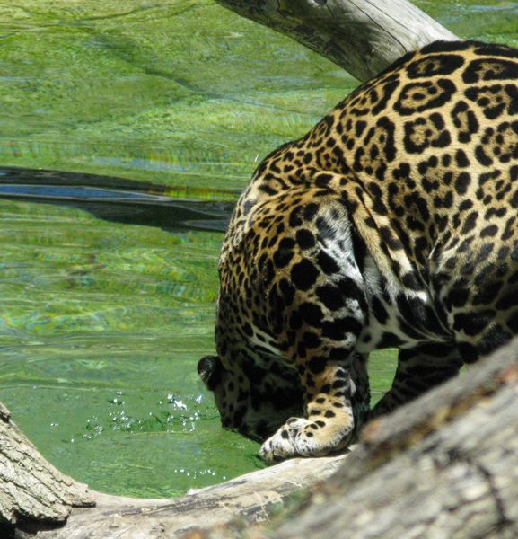 Jaguar (Image ID: 15-051)