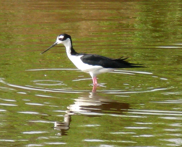 Black Necked Stilt (Image ID: 33-041)