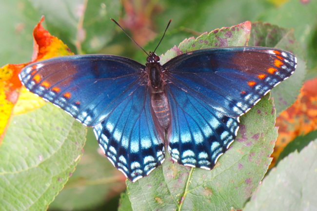 Butterfly (Image ID: 73-061)