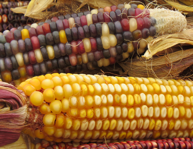 Colored Corn (Farmers Market) (Image ID: 72-481)