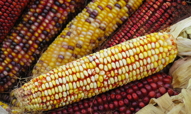 Colored Corn (Farmers Market) (Image ID: 72-486)