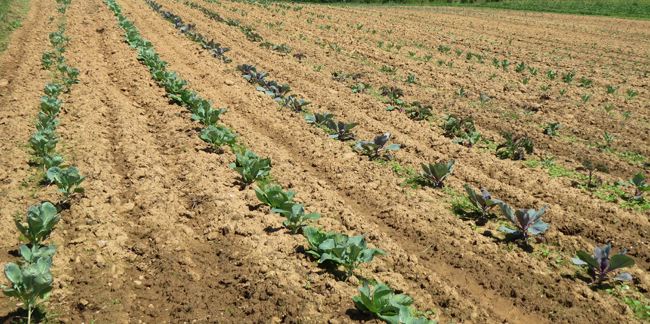 Agriculture Field (Image ID: 72-346)