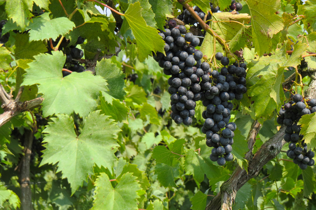 Grape Vine (Image ID: 72-366)