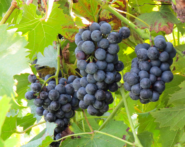 Grape Vine (Image ID: 72-371)