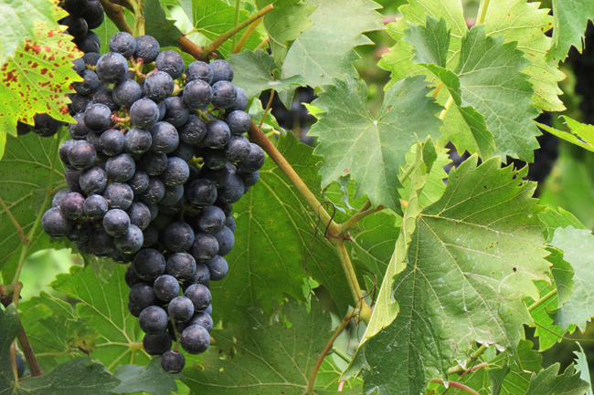 Grape Vine (Image ID: 72-376)