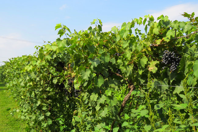 Vineyard (Image ID: 72-356)