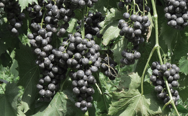 Grape Vine (Image ID: 72-361)