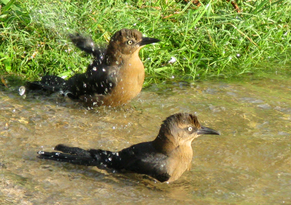 Great Tailed Grackle (Image ID: 33-121)