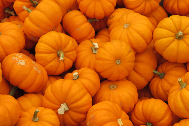 Jack Be Little Pumpkin (Farmers Market) (Image ID: 72-496)