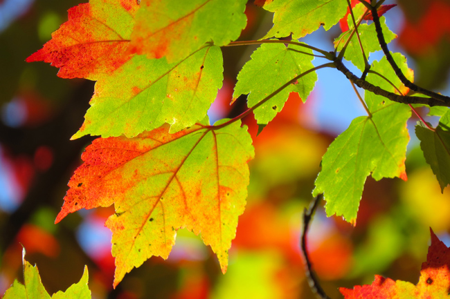 Nature (Image ID: 73-221)