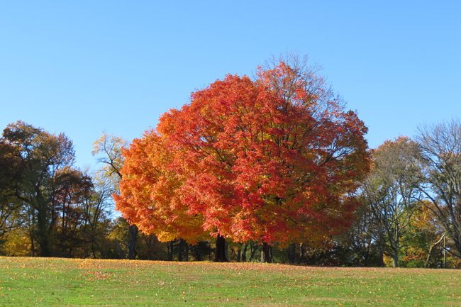 Nature (Image ID: 73-226)