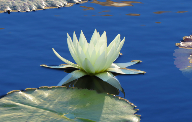 Water Lily (Image ID: 73-236)
