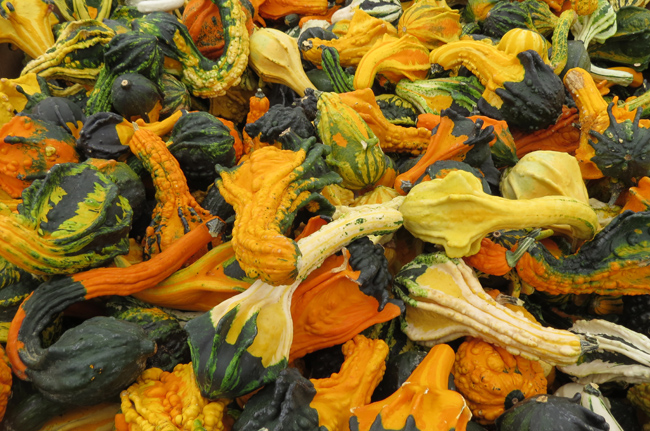Ornamental Gourd (Farmers Market) (Image ID: 72-501)