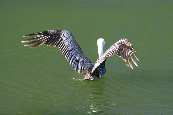 Pelican (Image ID: 33-021)