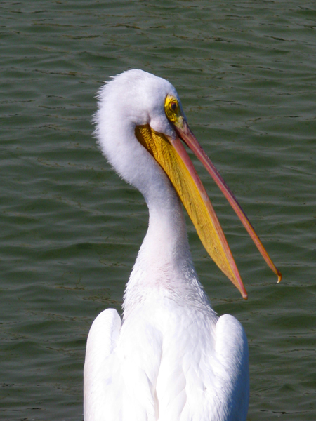 Pelican (Image ID: 33-026)