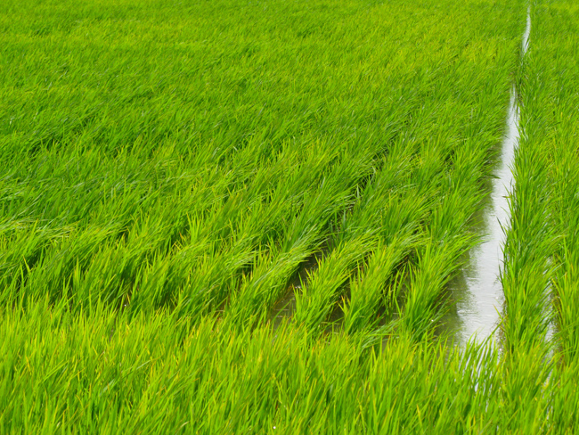 Rice Field (Image ID: 72-546)