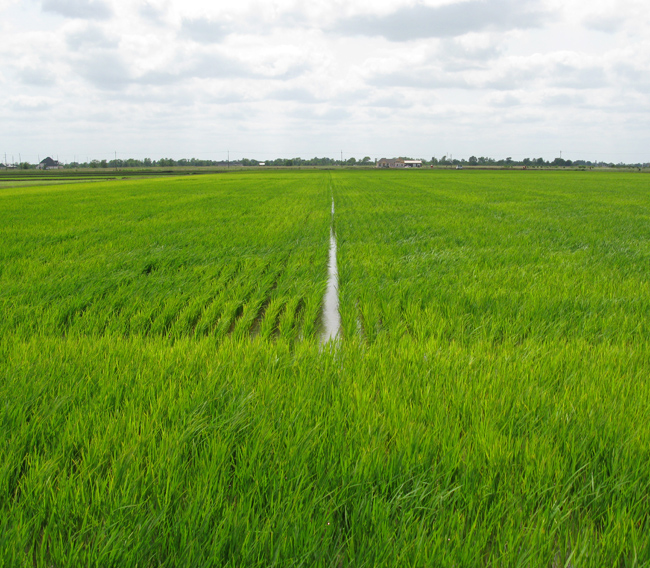 Rice Field (Image ID: 72-551)