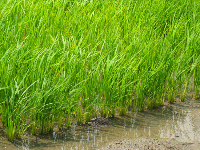 Rice Field (Image ID: 72-541)