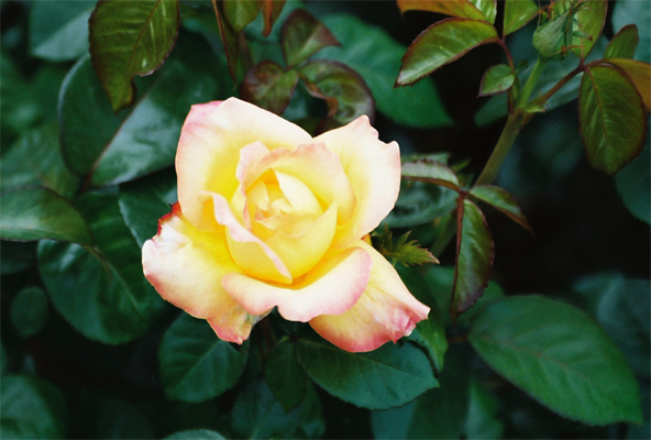 Yellow Rose (Image ID:47-166)