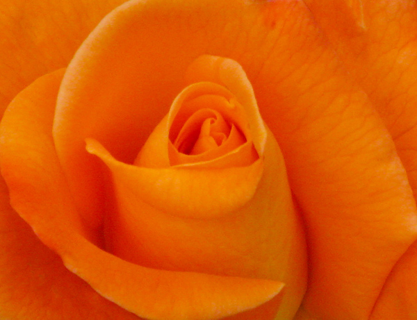 Orange Rose (Image ID:47-076)