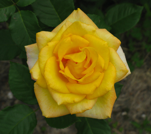 Yellow Rose (Image ID:47-161)