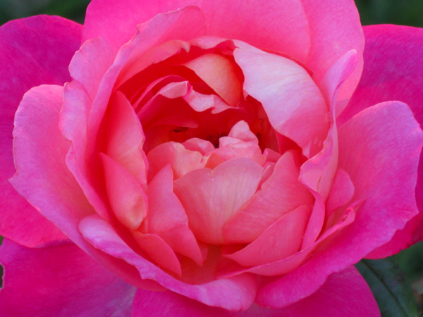 Rose (Image ID:47-136)