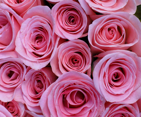 Rose Bouquet (Image ID:47-173)