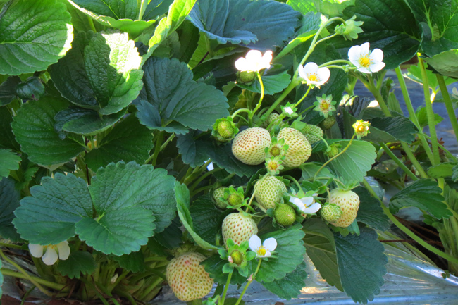 Strawberry Plants (Image ID: 72-401)