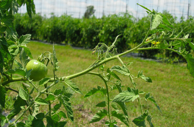 Tomato Plant (Image ID: 72-411)
