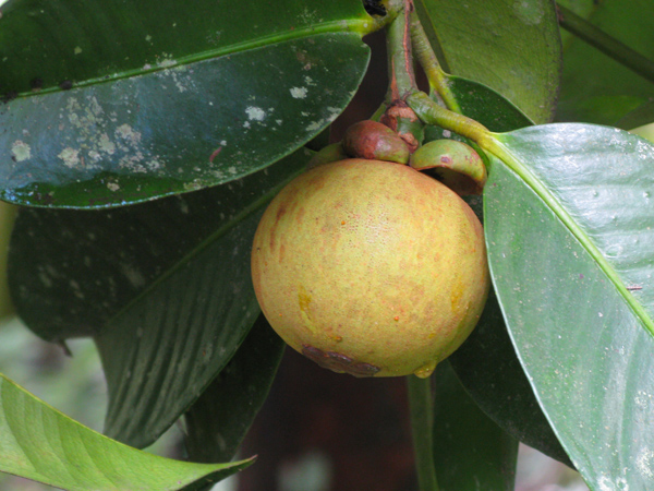 Mangosteen (Image ID: 72-046)