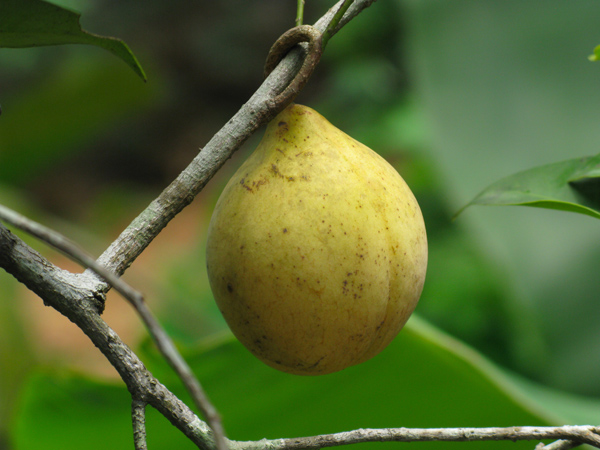 Nutmeg (Image ID: 72-051)