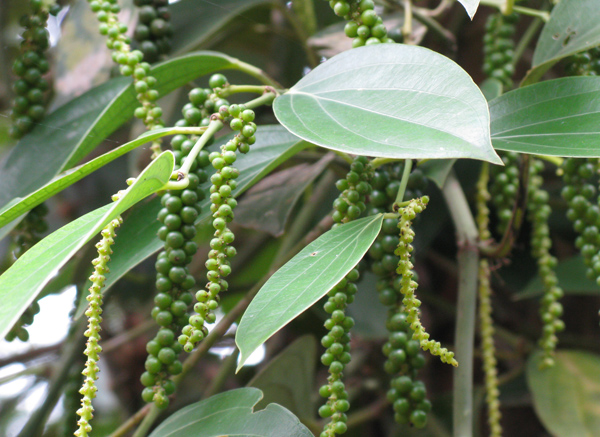 Pepper (Image ID: 72-056)