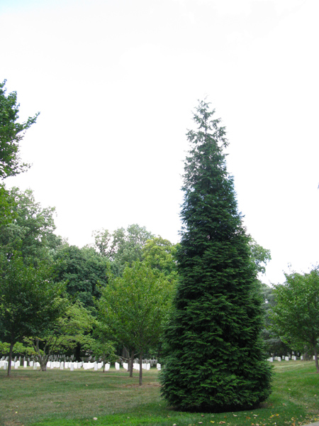 Arlington Cemetery (Image ID:65-056)