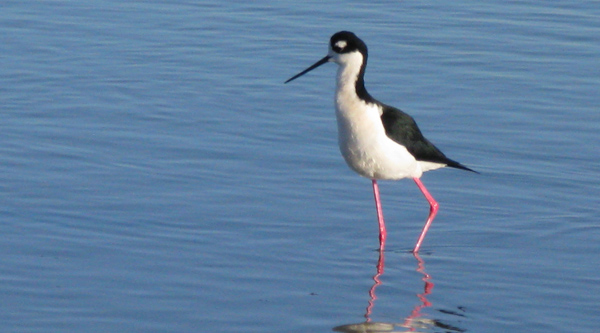 Black Necked Stilt (Image ID: 33-226)