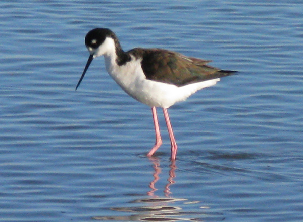 Black Necked Stilt (Image ID: 33-231)