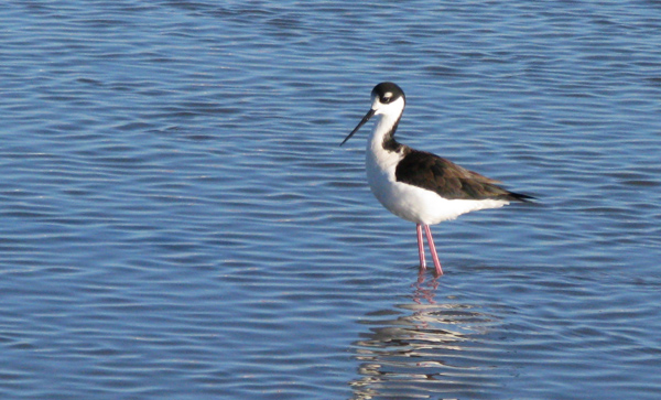 Black Necked Stilt (Image ID: 33-421)