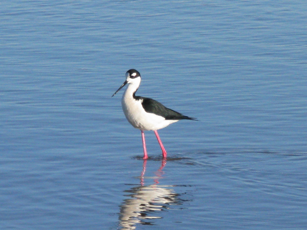 Black Necked Stilt (Image ID: 33-236)