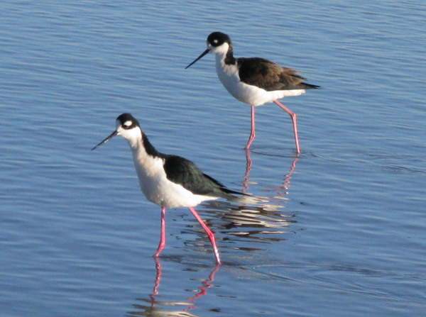 Black Necked Stilt (Image ID: 33-241)