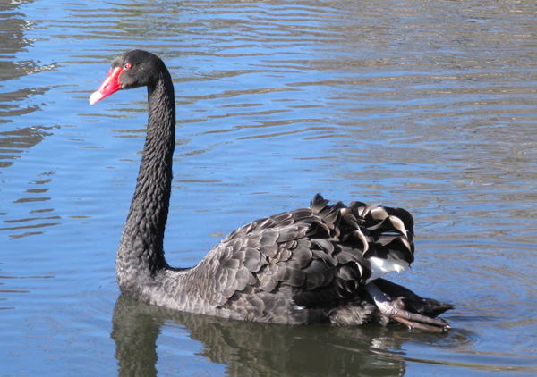 Black Swan (Image ID: 33-296)