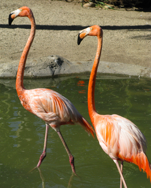 Flamingo (Image ID: 33-371)