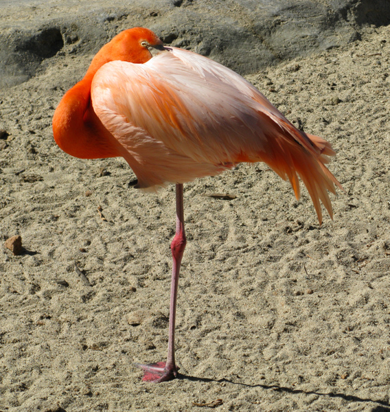 Flamingo (Image ID: 33-376)