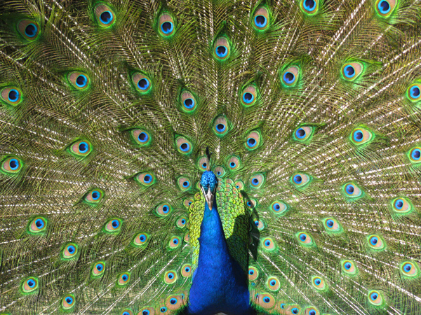 Peacock (Image ID: 33-276)
