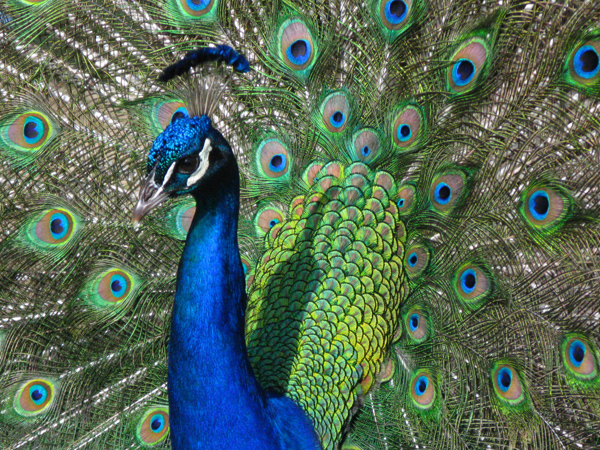 Peacock (Image ID: 33-291)