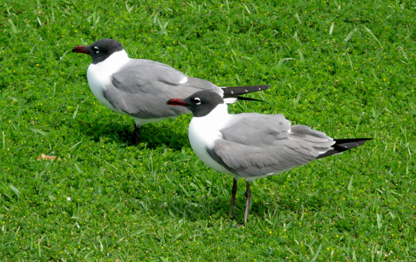 Seagulls (Image ID: 33-416)