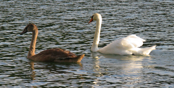 Swans (Image ID: 33-186)