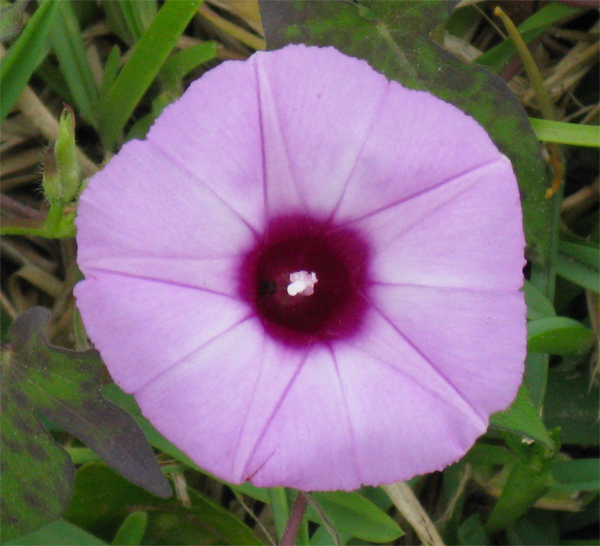 Convolvulus (Image ID:1-411)
