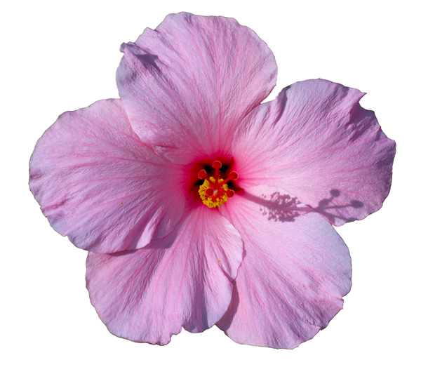 Hibiscus (Image ID:1-243)