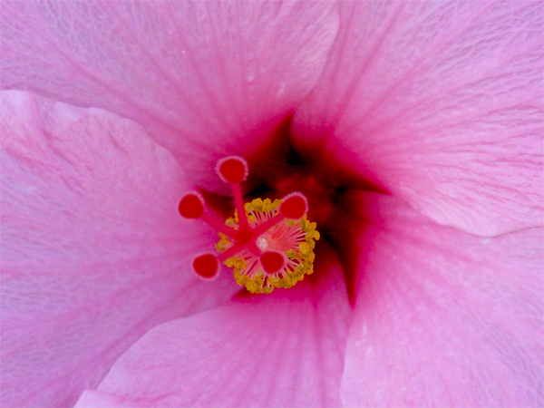Hibiscus (Image ID:1-246)